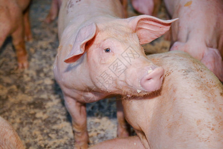 给有机农场的粉色猪喂食他们在吃食物他背景图片