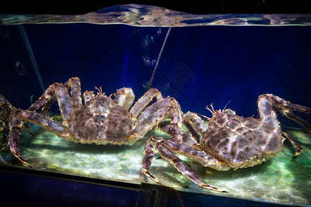 水族馆内的阿拉斯加蜘蛛蟹高清图片