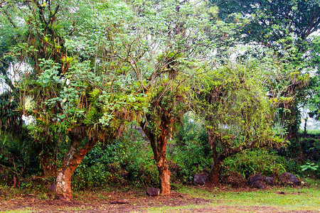 中美洲洪都拉斯的树图片