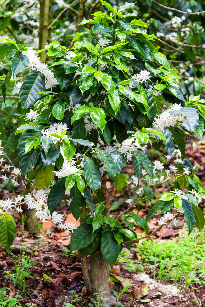 萨尔瓦多的Coffe种植园图片