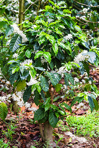 萨尔瓦多的Coffe种植园图片