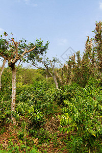 萨尔瓦多的Coffe种植园图片