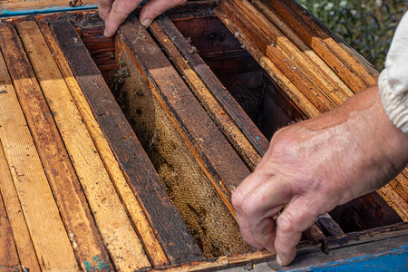 养蜂人框架和养蜂人的手蜂箱蜜图片
