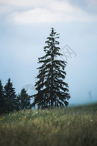 孤单的松树在雾气候图片