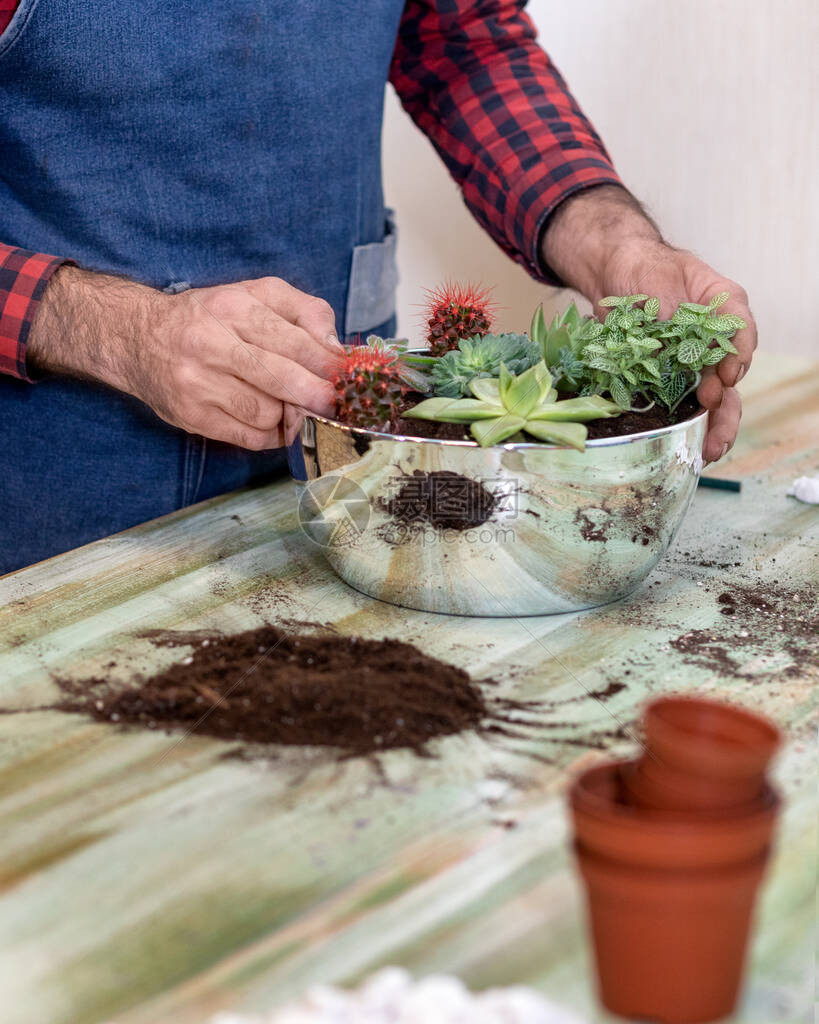 园丁制作种植多肉植物仙人掌的玻璃容器图片