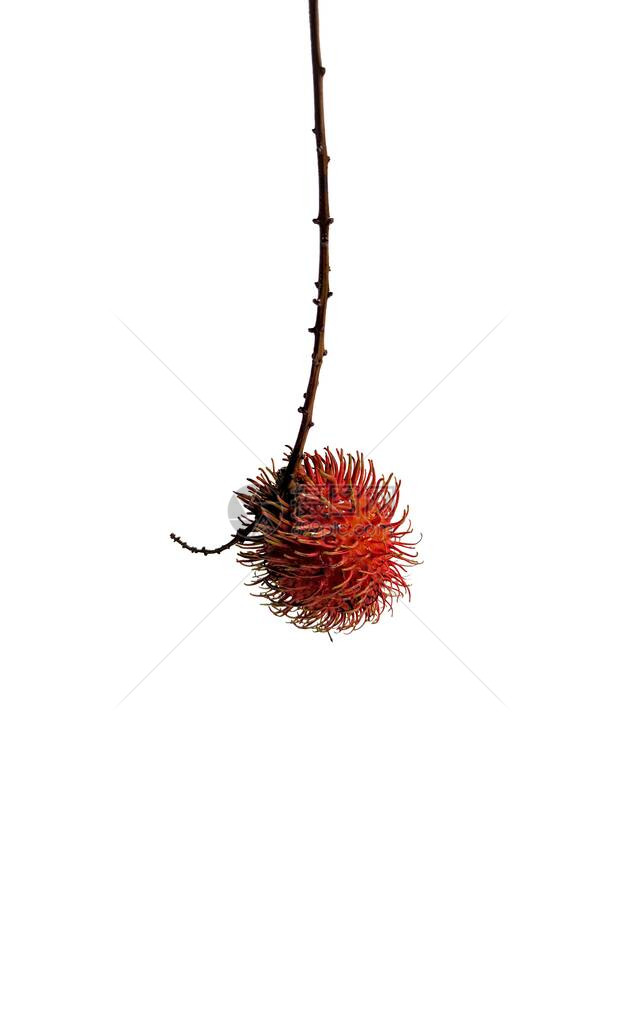 白种树枝上的Rambutan水果来自亚图片