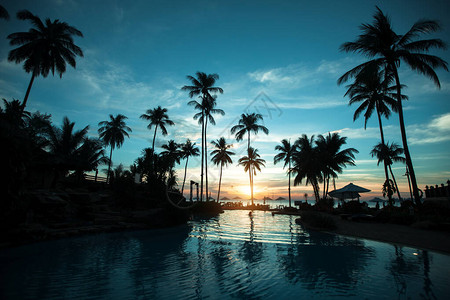 日落热带海滩上棕榈树的剪影图片
