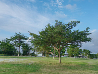 公园里的树场景图片
