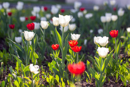 红色和白色开花的郁金香阳光明媚的春日图片