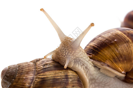 在白色背景中孤立的花园蜗牛Helixas图片