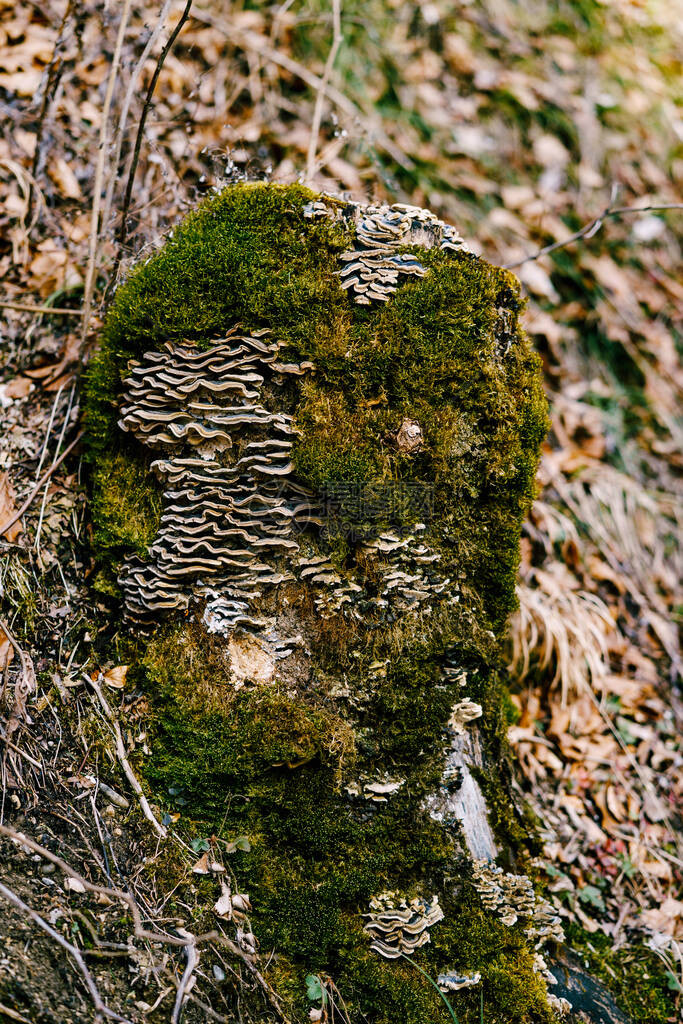 长满苔藓的树上的火种真菌高质量的照片图片