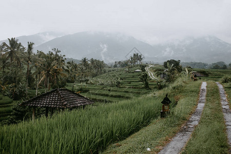 印度尼西亚Tegalalang图片