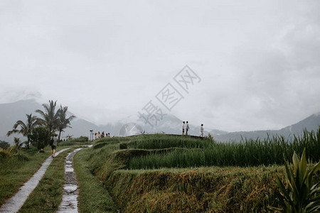 在巴厘岛水稻图片