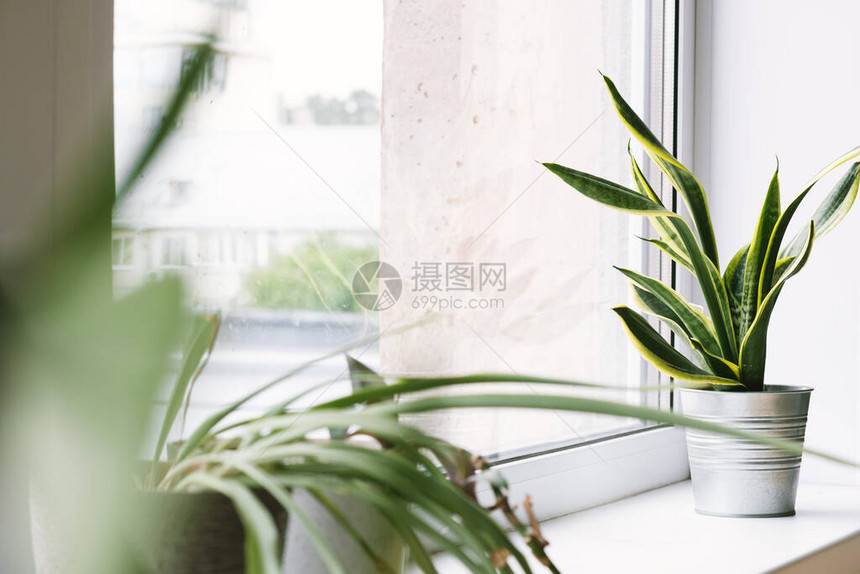 Sansevieria家用植物位于窗台上的花盆中图片