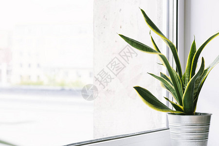 Sansevieria家用植物位于窗台上的花盆中图片