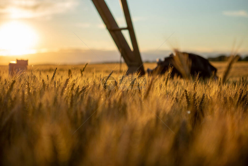 日落时熟麦的焦点图片