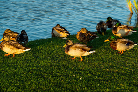 池塘附近的野鸭家族图片