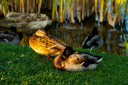 水禽池塘附近的野鸭高清图片