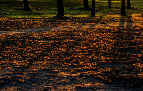 夕阳下地球上树木的落叶与树木的阴影图片