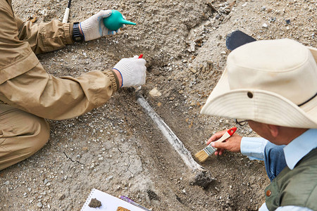 两个古生物学家从沙漠的地面上提取化石骨质图片
