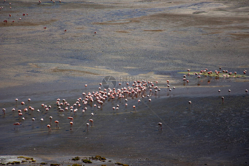 在玻利维亚波托西省玻利维亚阿尔蒂平原的LagoonColorada与粉红色火烈鸟一图片