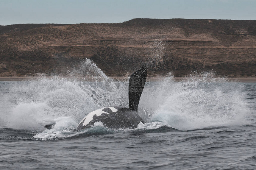 观鲸右侧跳跃濒危物种巴塔哥图片