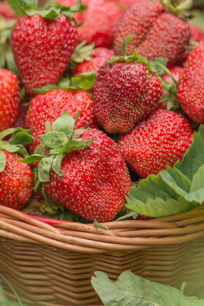 在阳光明媚的白天草莓健康果子篮子里新鲜浆果健康食品图片