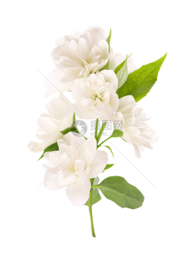 茉莉花在白色下被隔离茉莉花枝图片