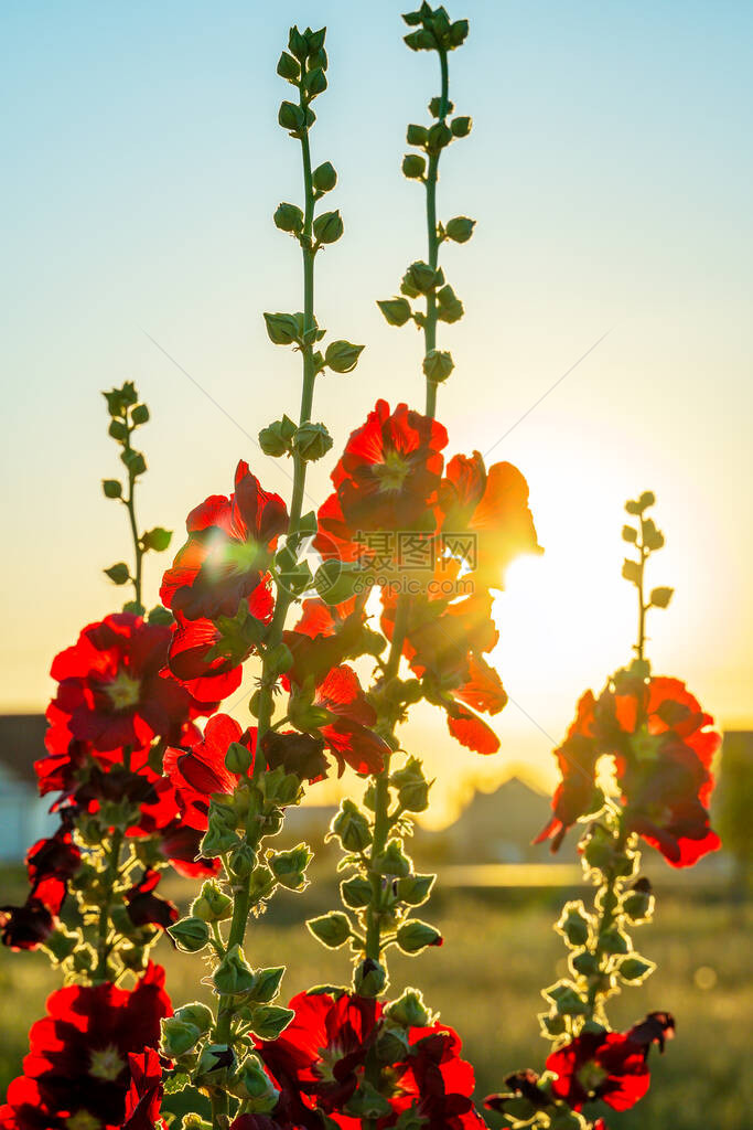 美丽的红色花朵AlceaRosea在夕阳下的剪影流行的园林观赏植物锦葵或蜀葵花园里盛开的蜀葵图片