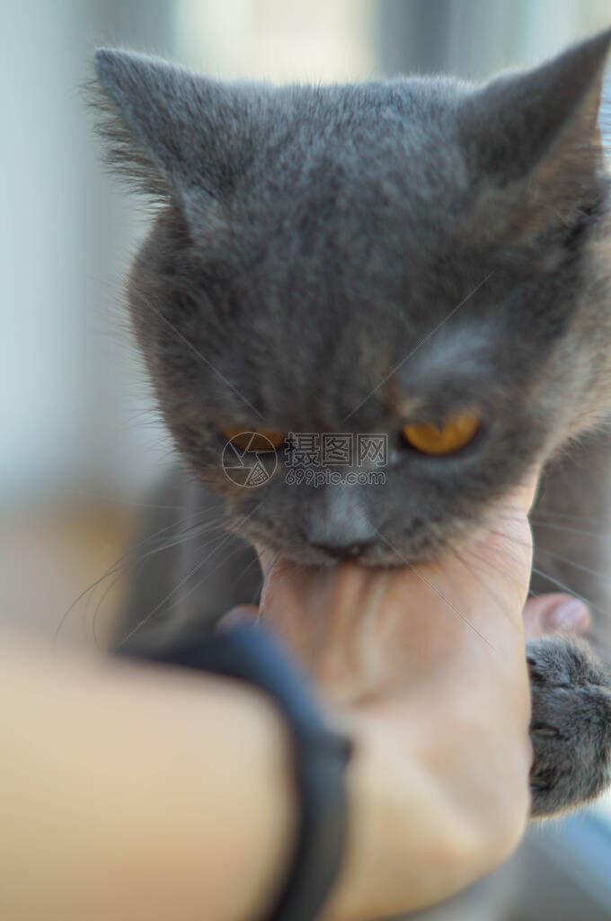 侵略苏格兰灰猫咬图片