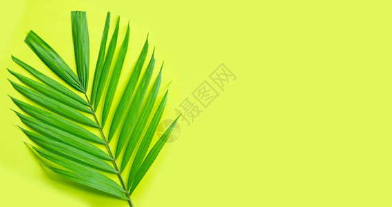 绿色背景的热带棕榈树叶享受暑假概图片