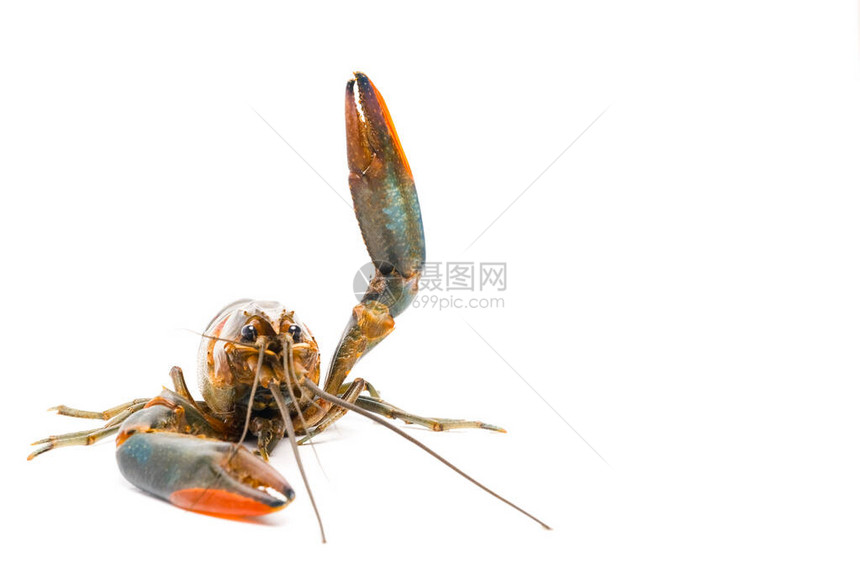 龙虾在白色背景上举起爪子图片