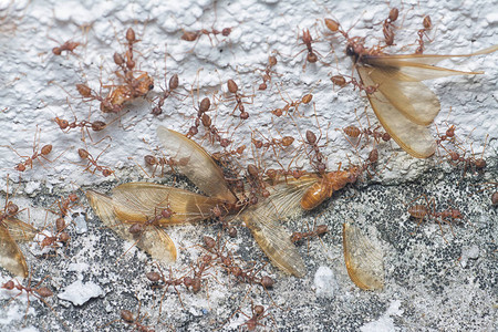 一群以白蚁为食的织布蚁图片