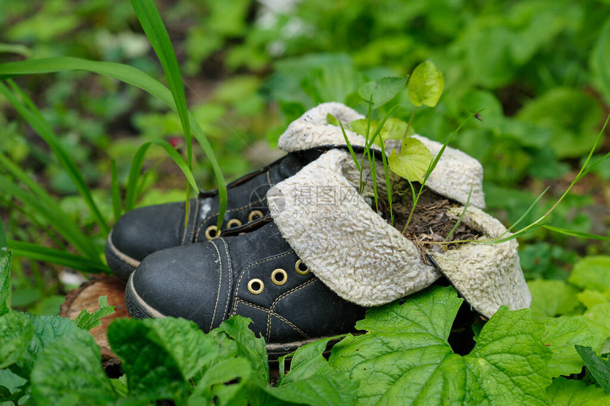 旧皮靴和带叶子的绿色背景上的新芽图片
