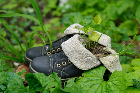 旧皮靴和带叶子的绿色背景上的新芽图片