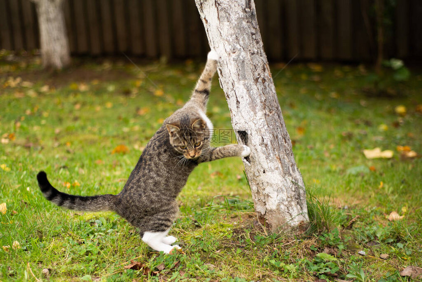 夏天草坪上一棵树上的白腿虎斑猫图片