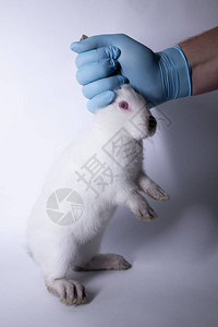 一只戴着蓝色医用手套的手握着一只受惊的白兔复制空间兽医实验化妆品概念图片