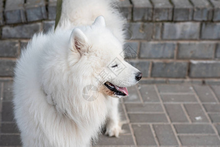 街上有狂犬病痕迹的死狗图片