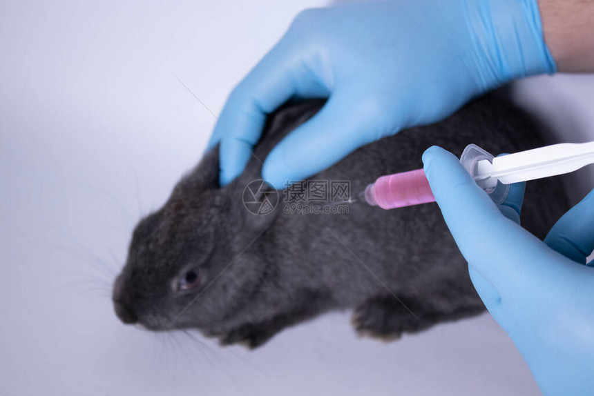 一只手在蓝色医疗手套上把粉色液体注入一只惊恐的灰兔子身上图片