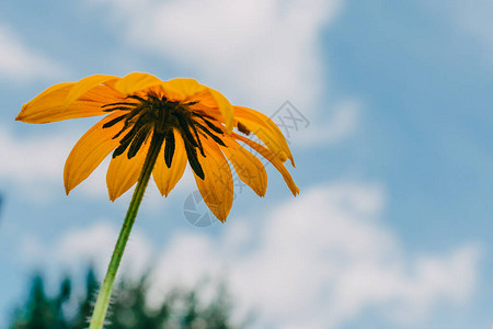 夏天和鲜花的概念花壁纸黄色甘菊图片