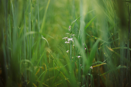 大麦绿茎中的野萝卜白花图片