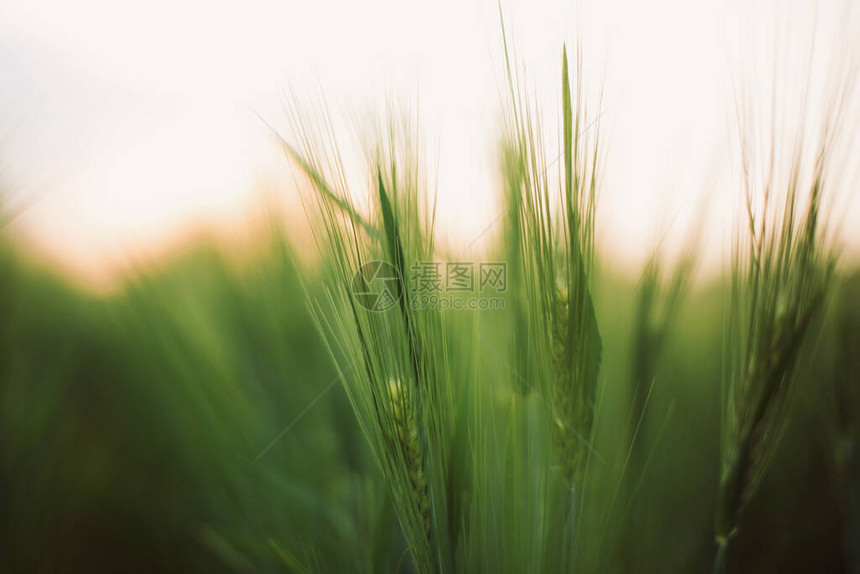 黑麦或大麦绿茎在夏田的夕阳下图片