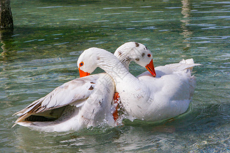 白鸭在池塘中游泳白鸭相互打扫和玩耍高清图片