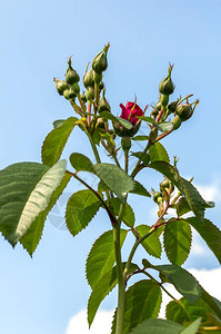 红玫瑰芽和花朵在花园图片