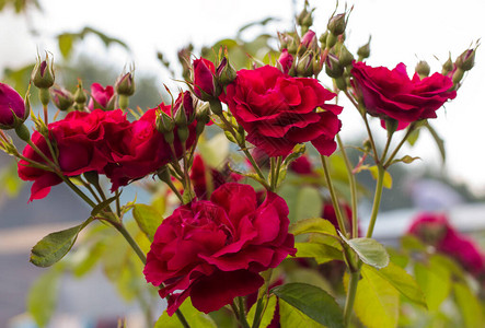 花园里盛开着红玫瑰花蕾和鲜花图片