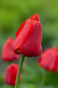 红郁金香在田野上生长春郁金红色花朵床图片