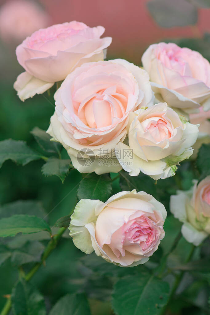 夏月美丽的粉红色玫瑰花朵在花园中图片