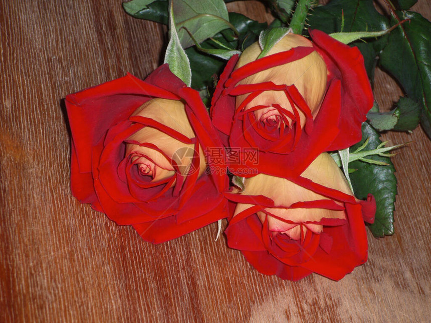 红色开花的罗莎盛开的红玫瑰一朵美丽的两色花图片