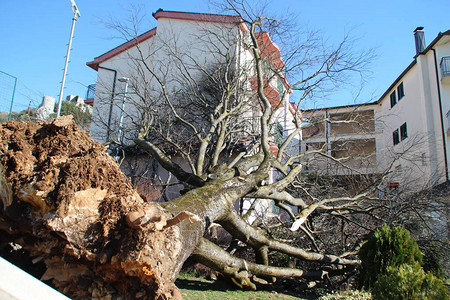 风吹散了树把它扔到了房子上背景图片