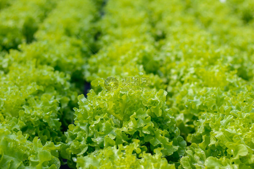 使用水培系统种植的有机蔬菜图片